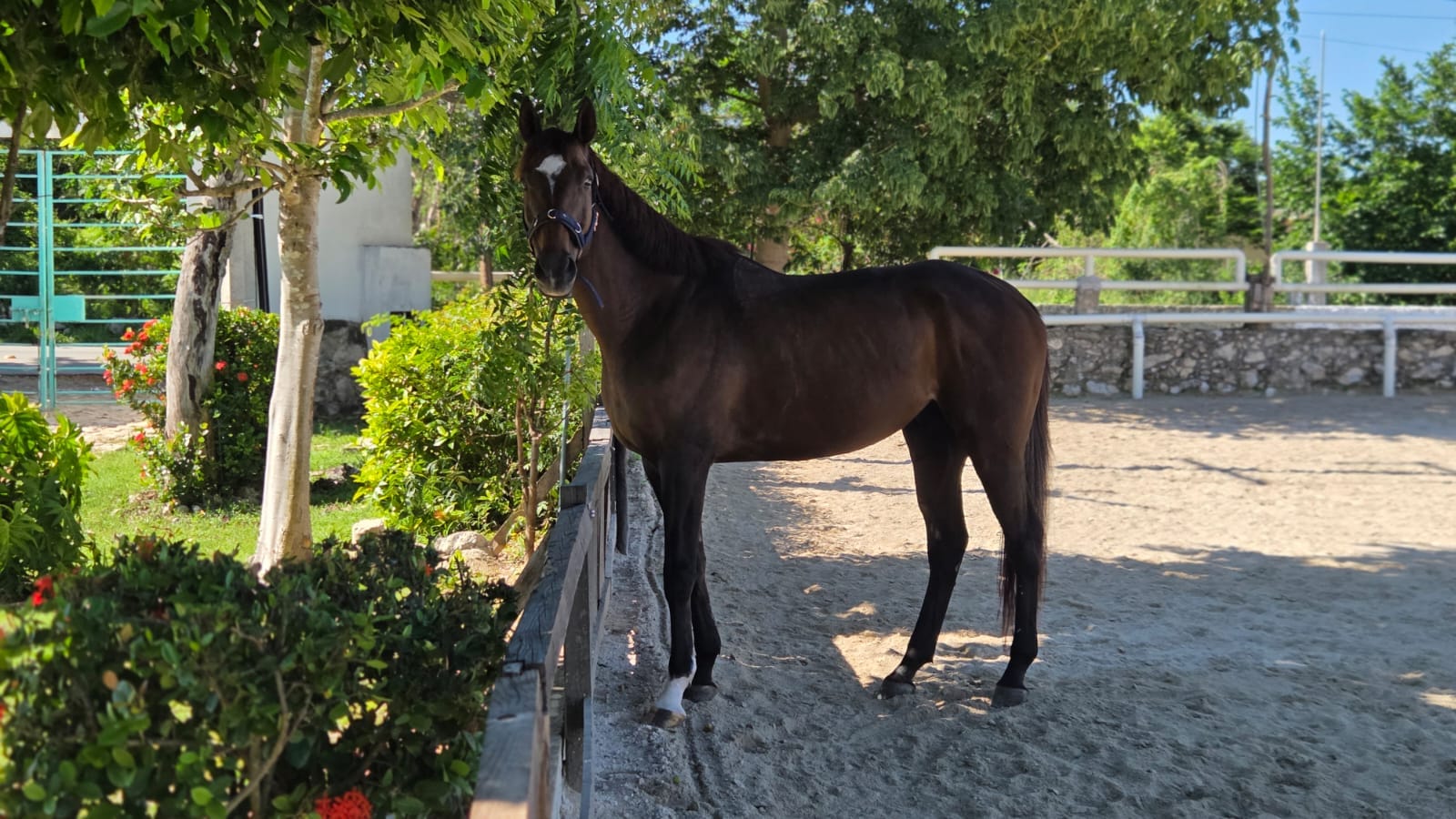 Un cheval dans une carrière ensoleillée