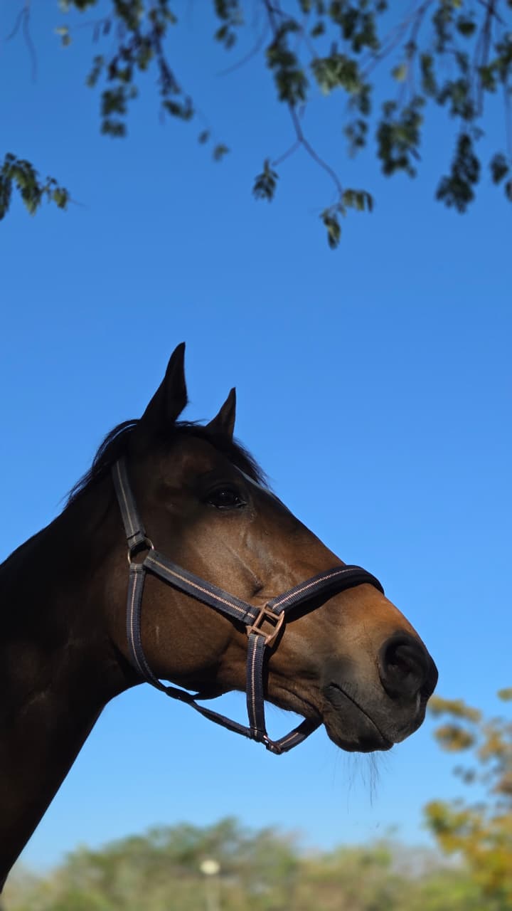Un cheval de profil sur un ciel dégagé